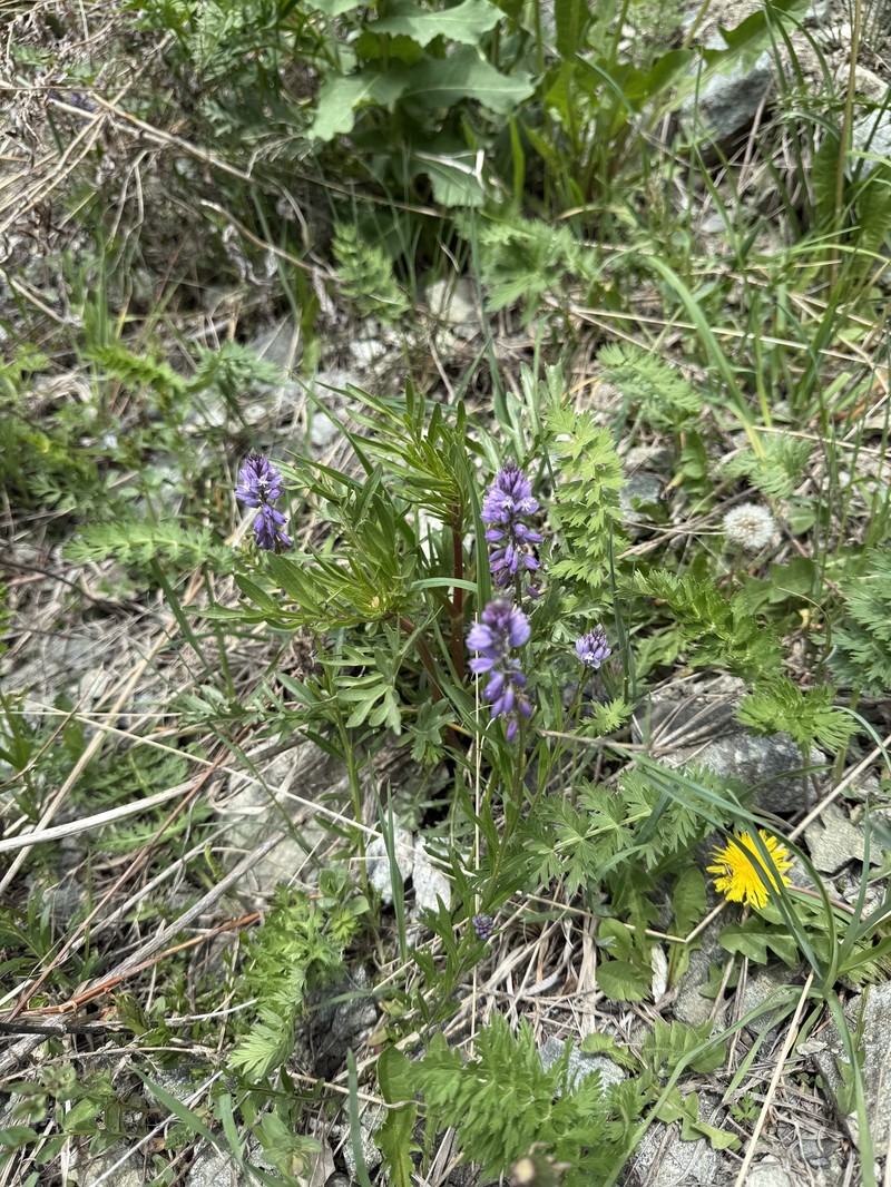 Polygala comosa subsp. comosa photo 2