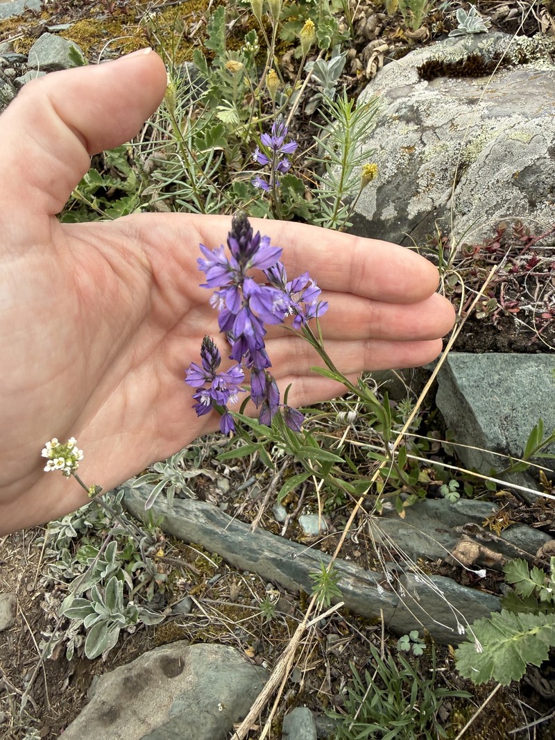 Polygala comosa subsp. comosa photo 3