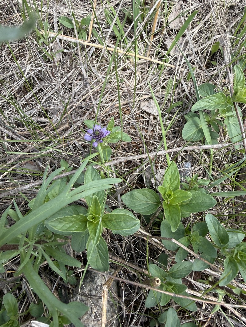 Polygala comosa subsp. comosa photo 4