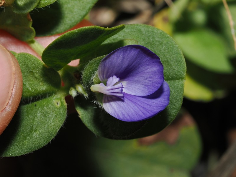 Polygala coralliformis