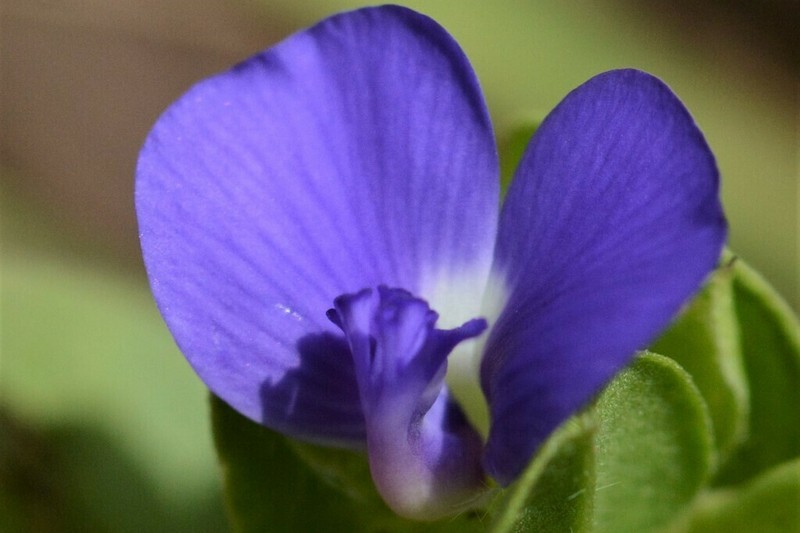Polygala coralliformis photo 2