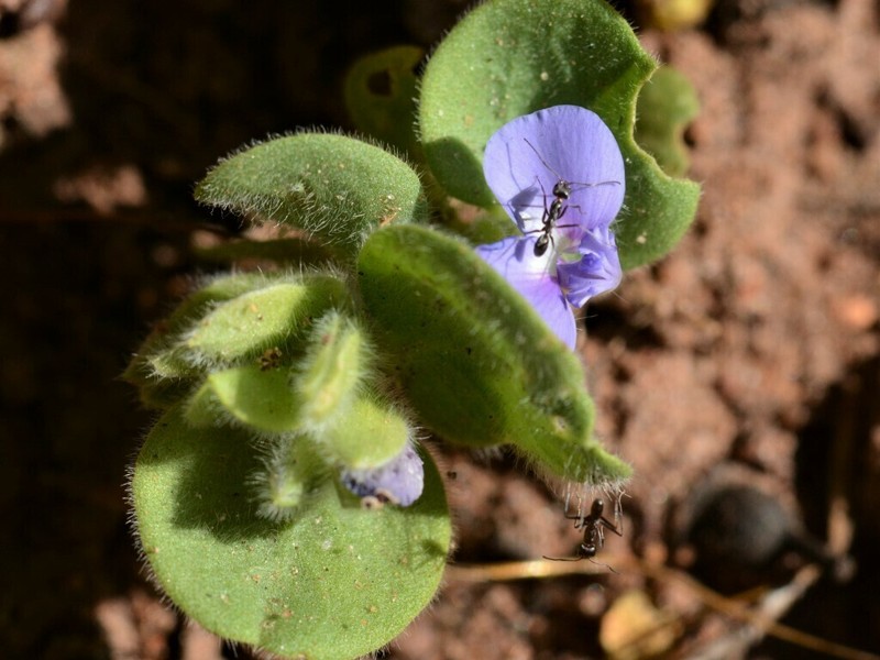 Polygala coralliformis photo 3