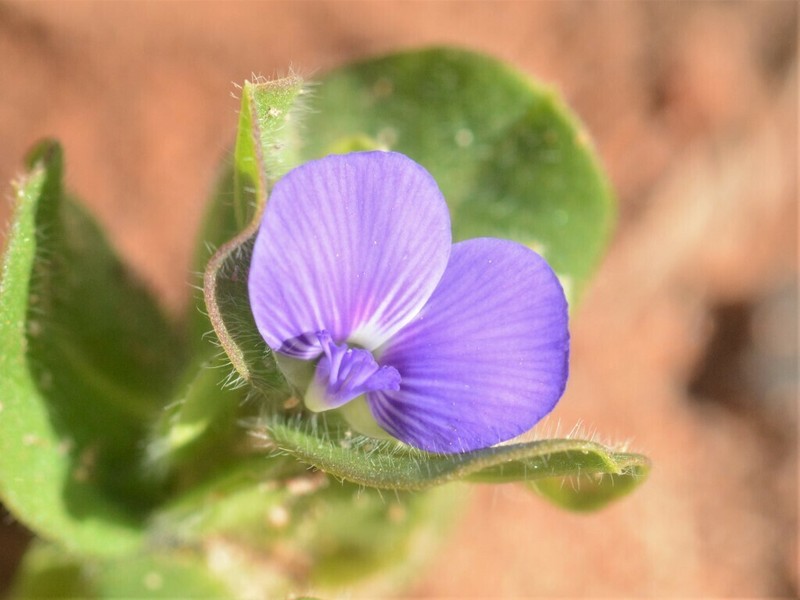 Polygala coralliformis photo 4