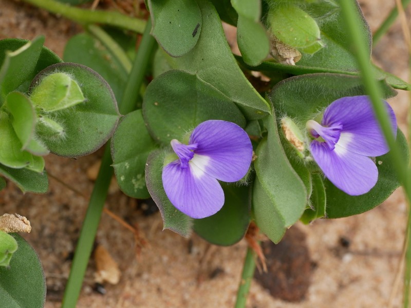 Polygala coralliformis photo 5