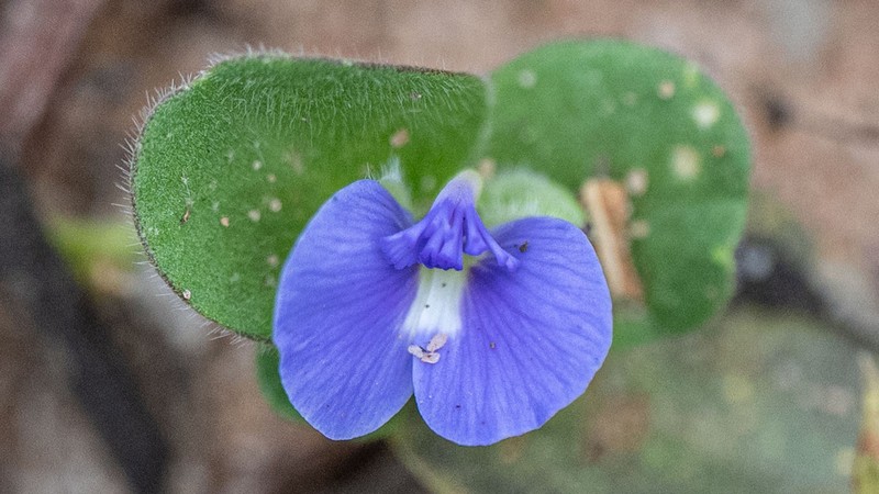 Polygala coralliformis photo 6