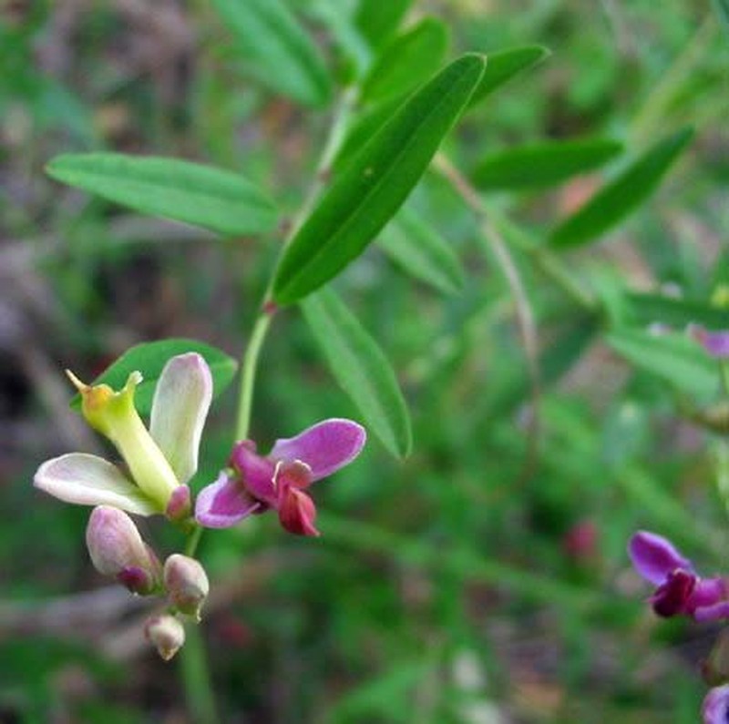 Sierra Milkwort