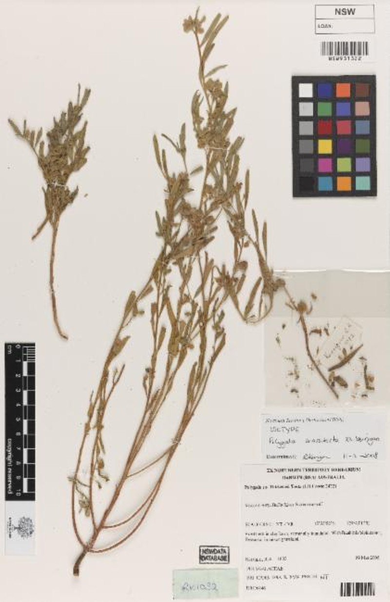 Polygala crassitesta
