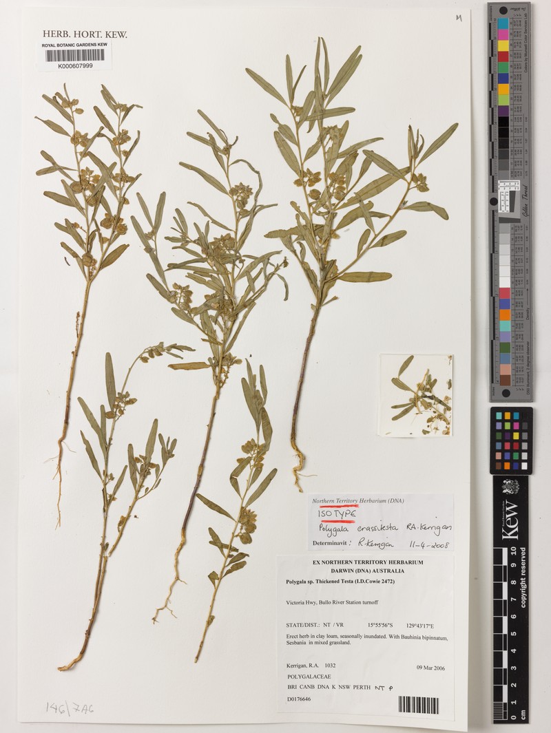Polygala crassitesta photo 2