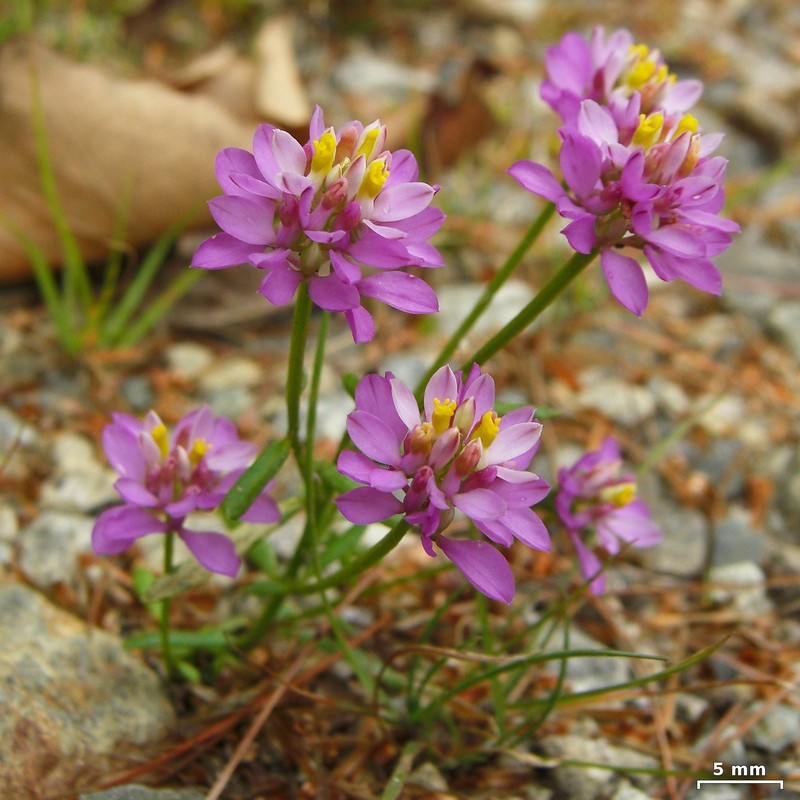 Curtiss' Milkwort photo 3