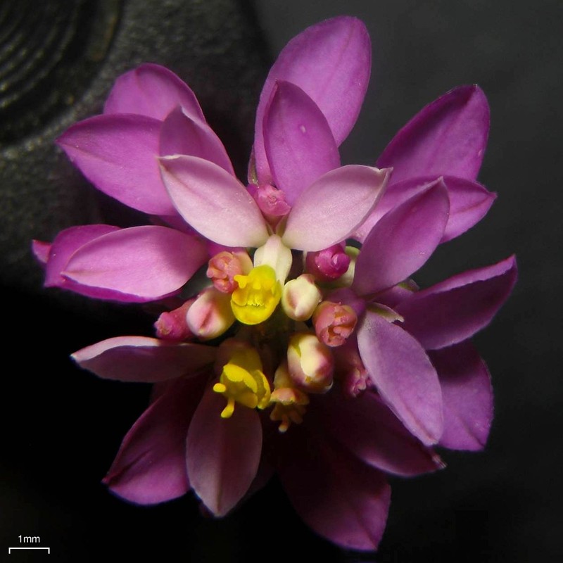 Curtiss' Milkwort photo 4