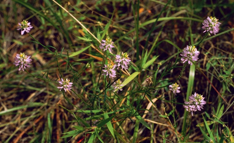 Curtiss' Milkwort photo 2