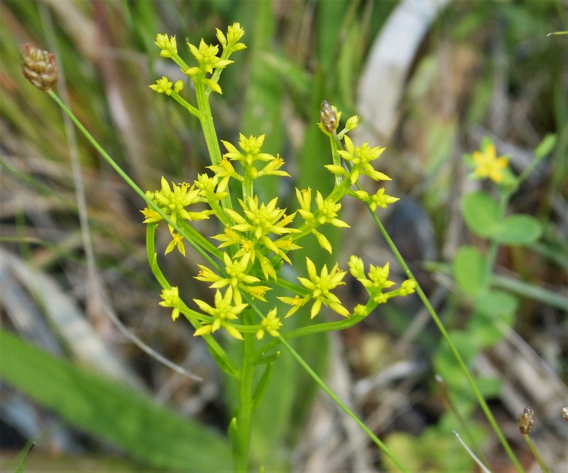 Tall Pinebarren Milkwort photo 2