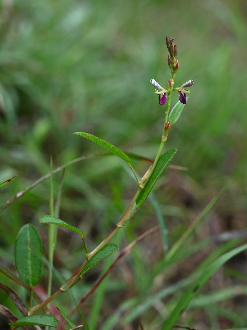 Planellas' Polygala