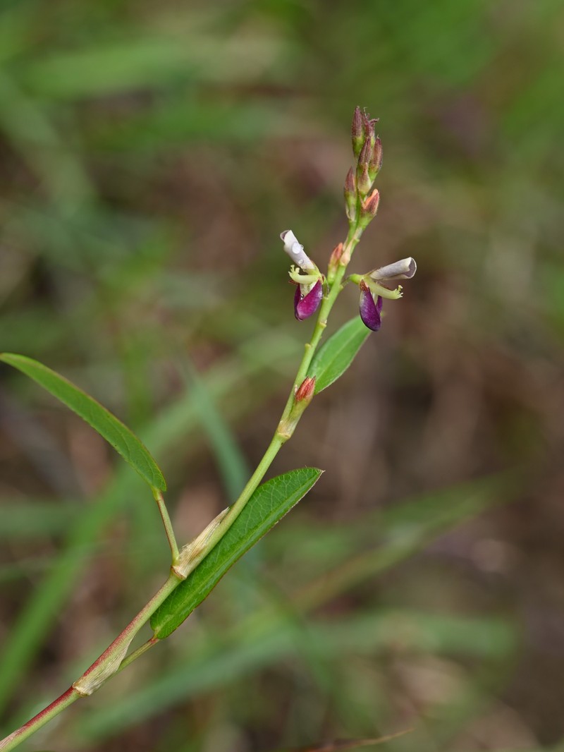 Planellas' Polygala photo 2