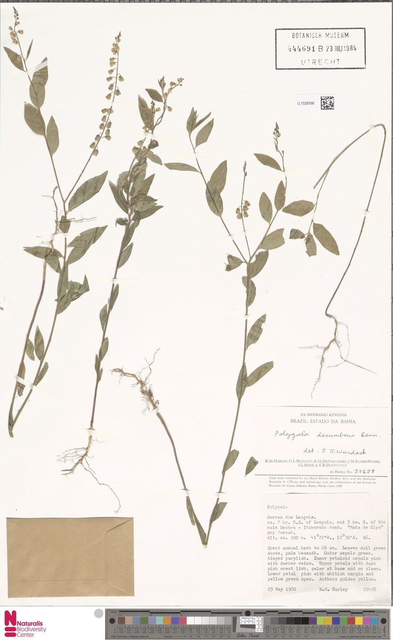 Planellas' Polygala photo 2
