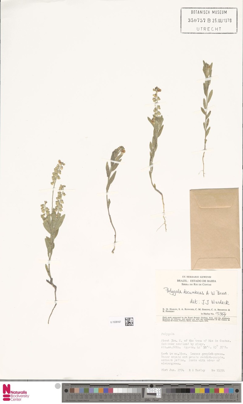 Planellas' Polygala photo 3