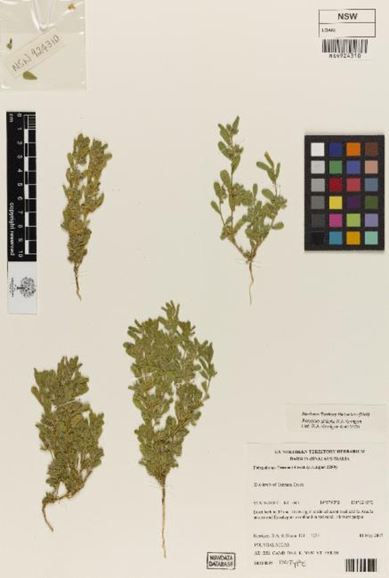 Polygala difficilis