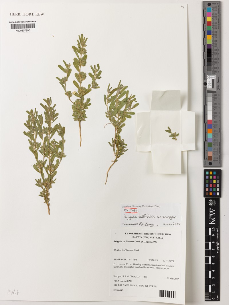 Polygala difficilis photo 2
