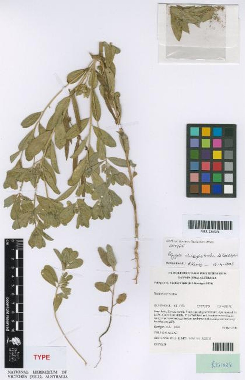 Polygala dimorphotricha