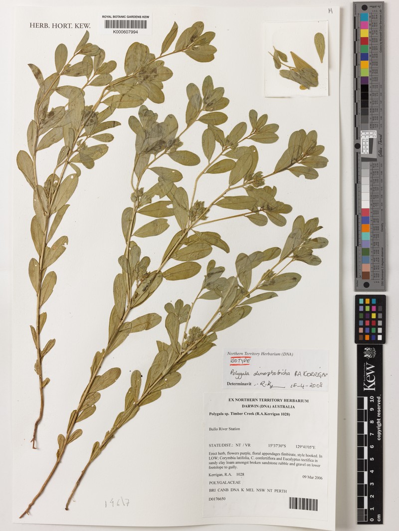 Polygala dimorphotricha photo 2