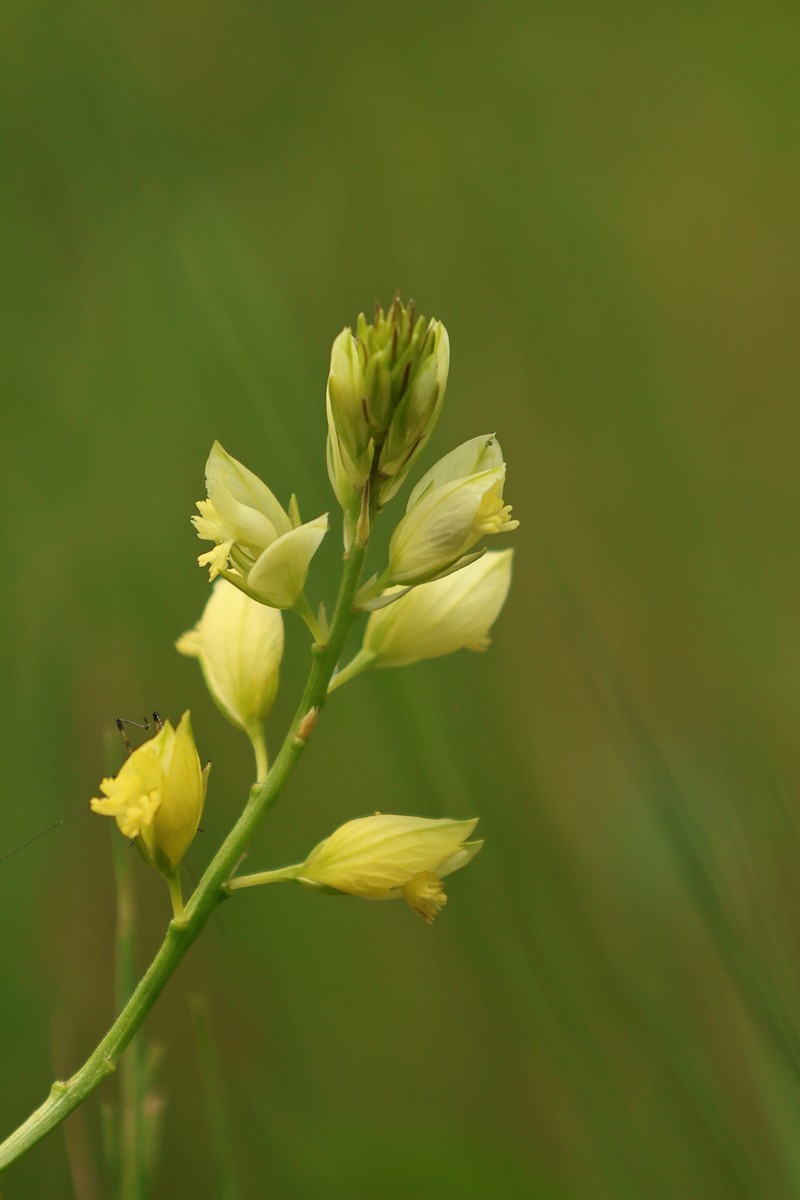 Polygala flavescens subsp. flavescens