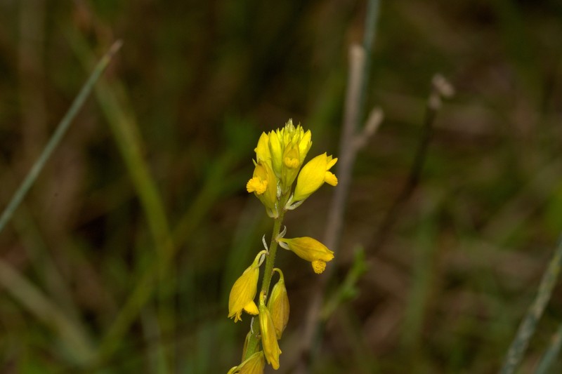 Polygala flavescens subsp. flavescens photo 2