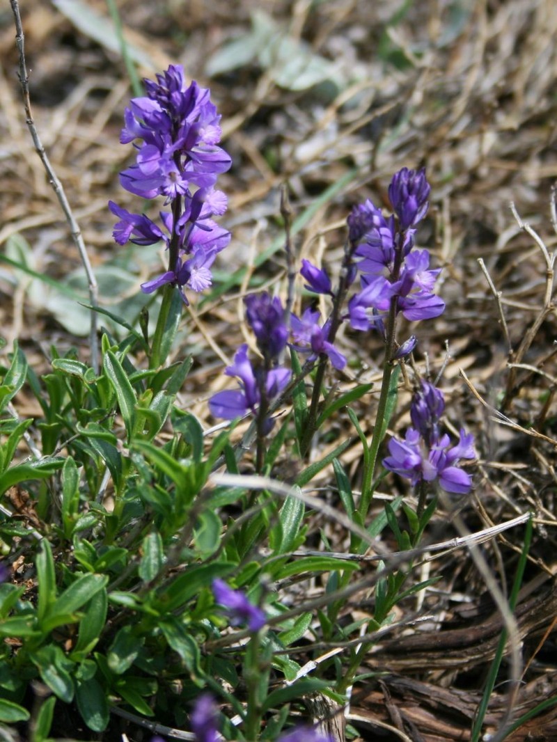 Polygala forojulensis subsp. carniolica