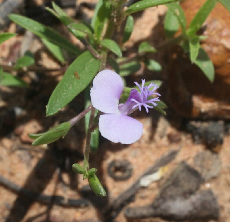 Polygala galeocephala