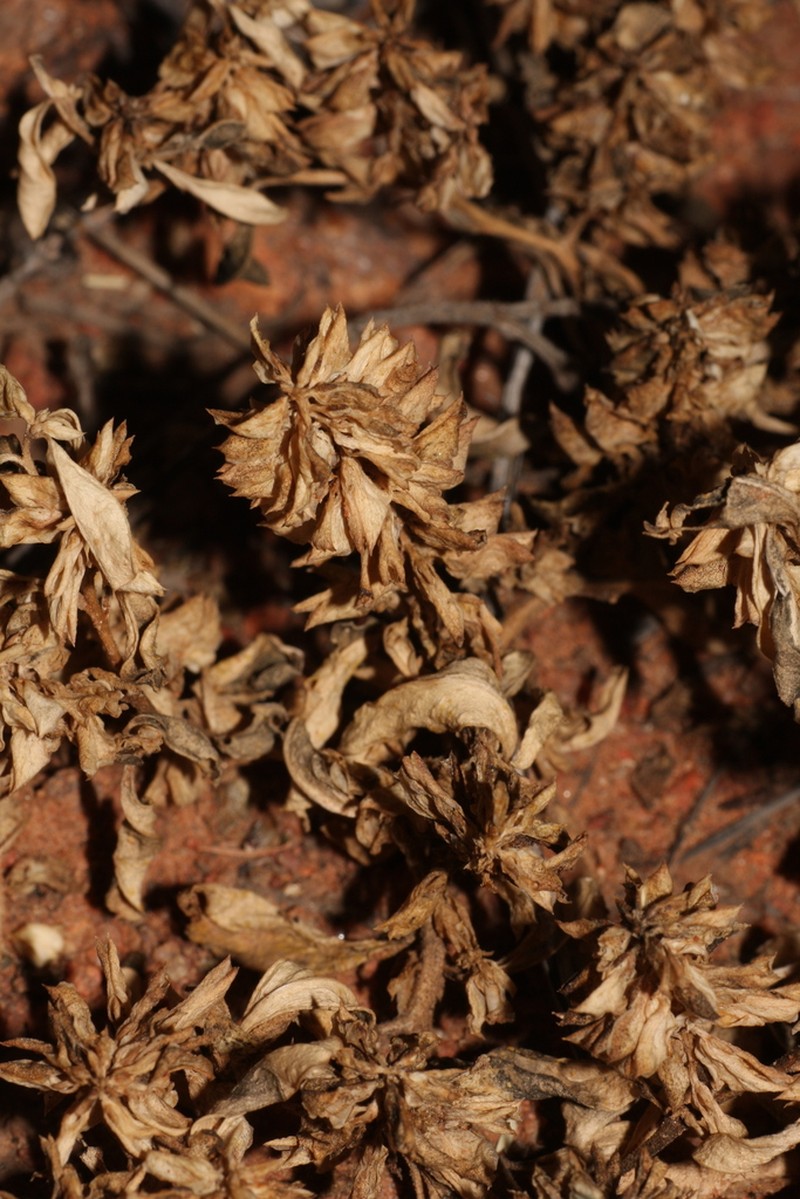 Polygala galeocephala photo 2