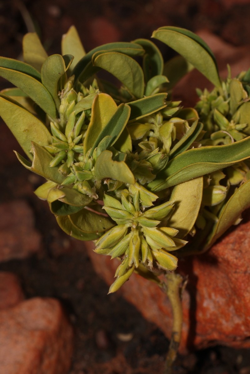 Polygala galeocephala photo 3