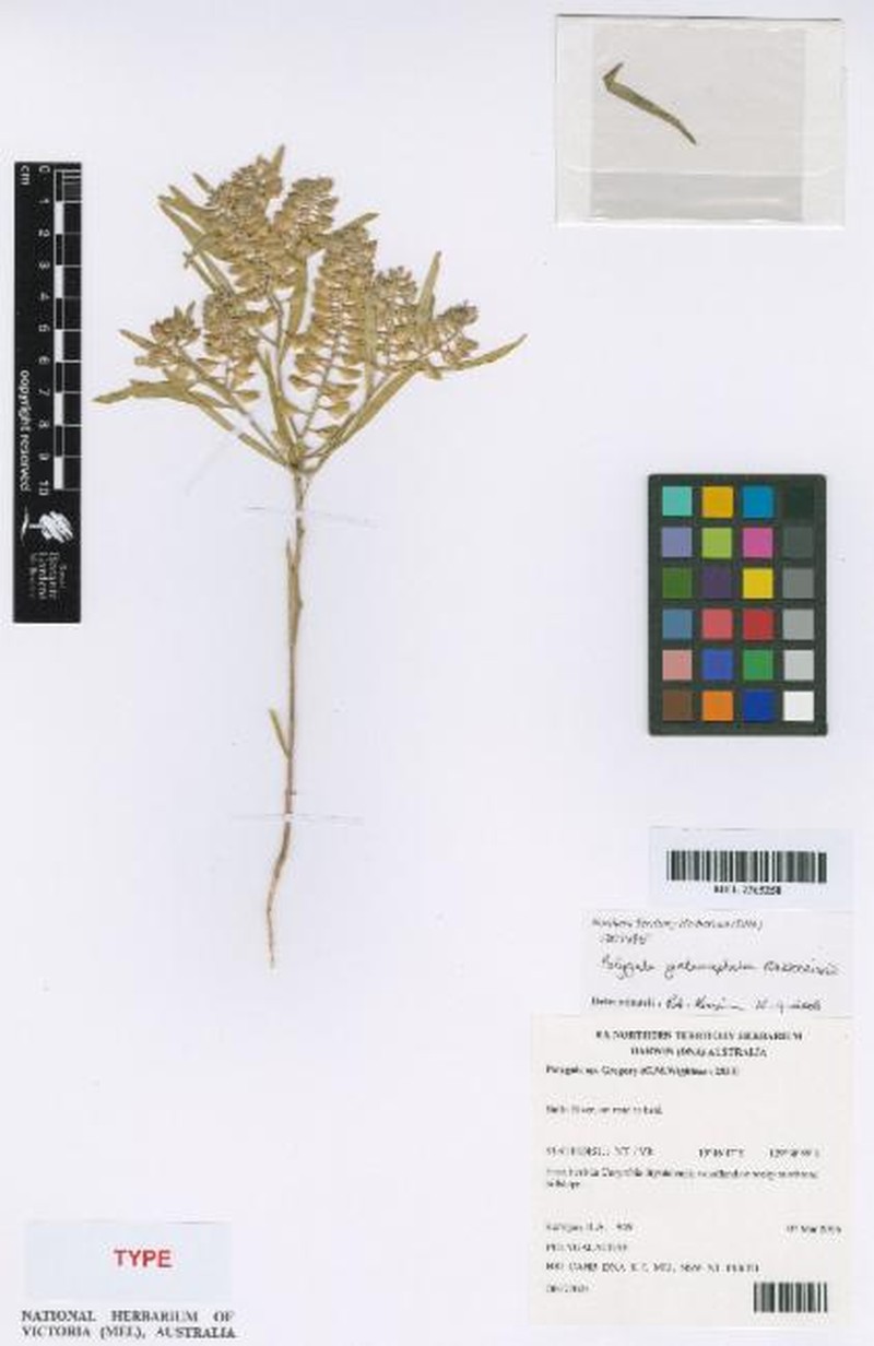Polygala galeocephala photo 6