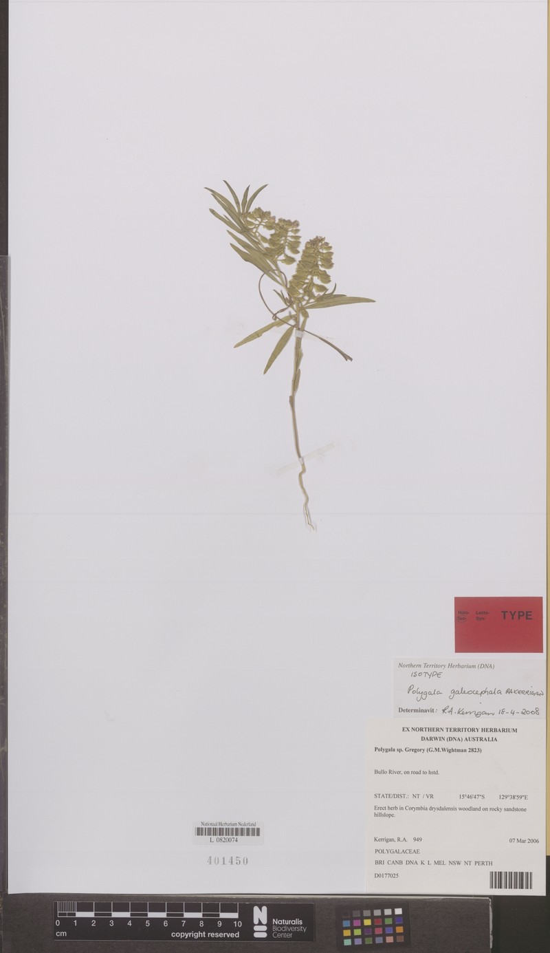 Polygala galeocephala photo 7