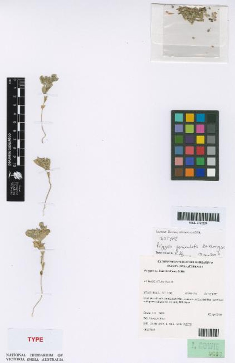 Polygala geniculata