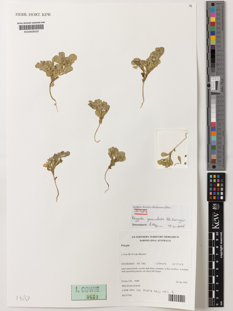 Polygala geniculata photo 2