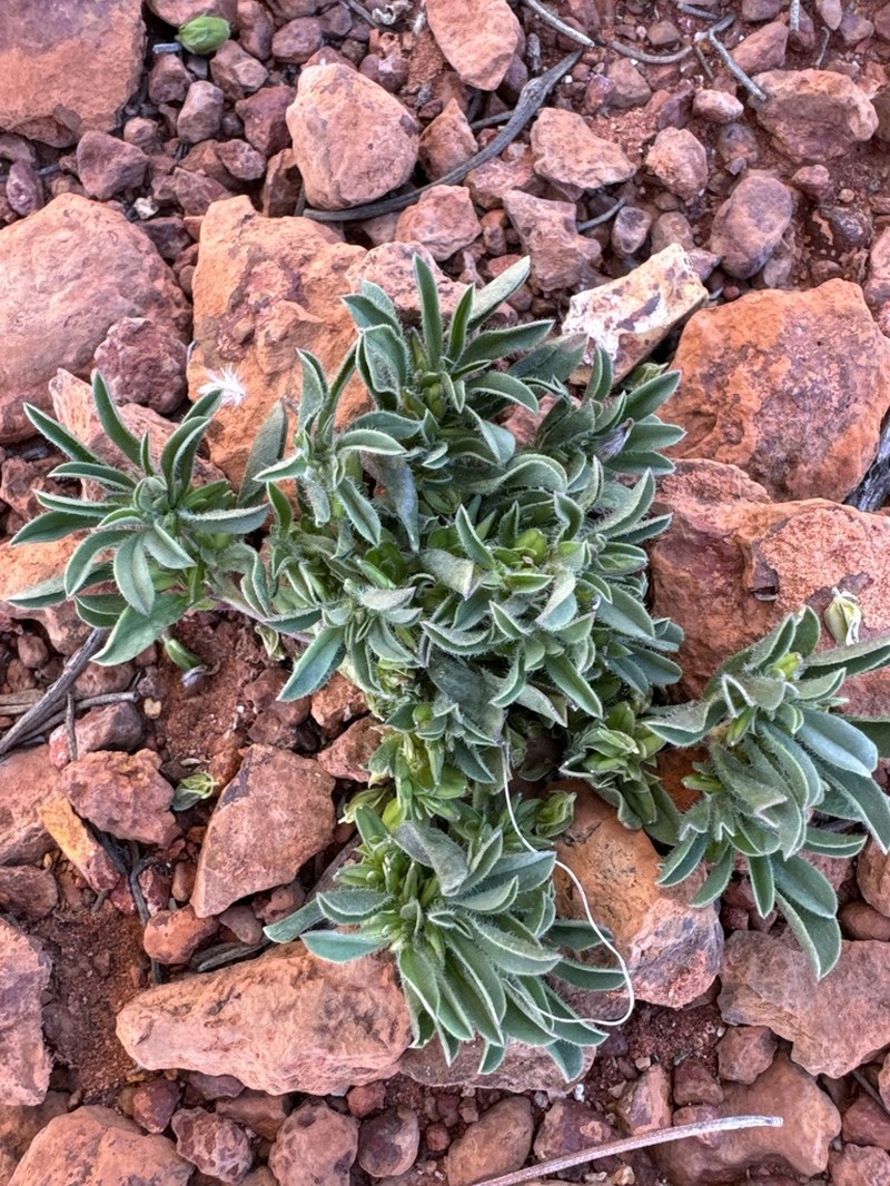 Polygala glaucifolia