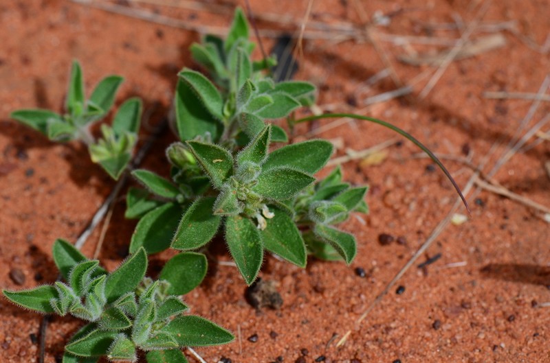 Polygala glaucifolia photo 2