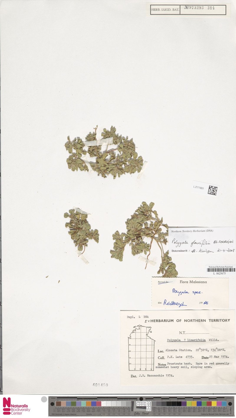 Polygala glaucifolia photo 3