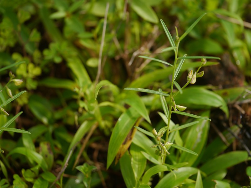 Polygala glaucoides var. glaucoides