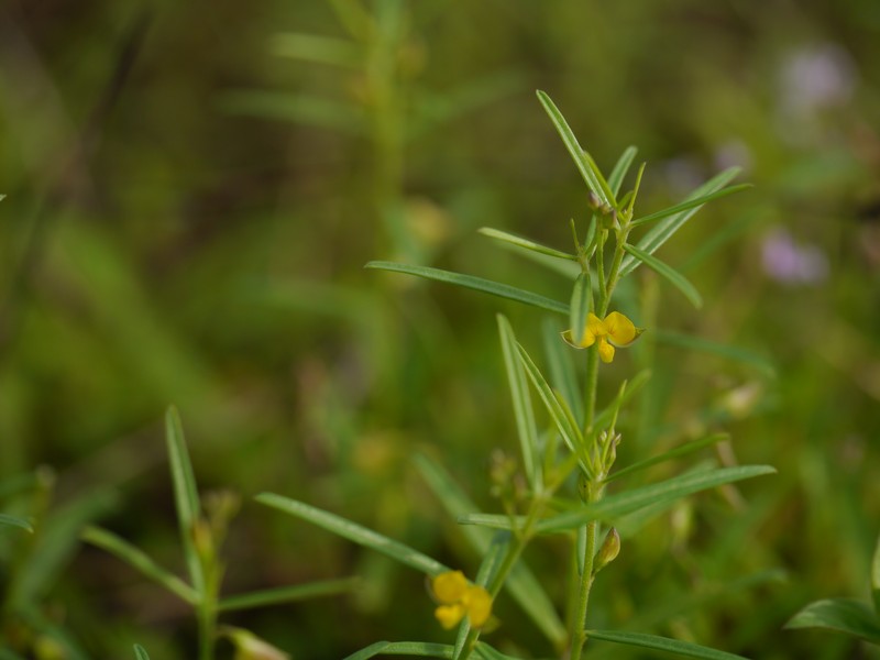 Polygala glaucoides var. glaucoides photo 2