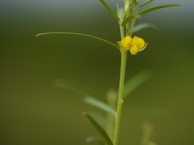 Polygala glaucoides var. glaucoides photo 3