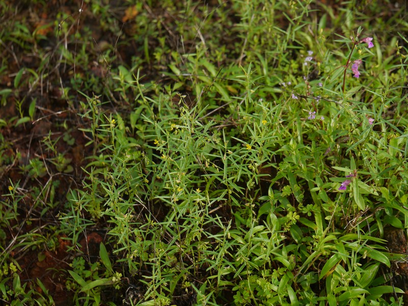 Polygala glaucoides var. glaucoides photo 4