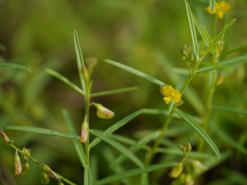 Polygala glaucoides var. glaucoides photo 5
