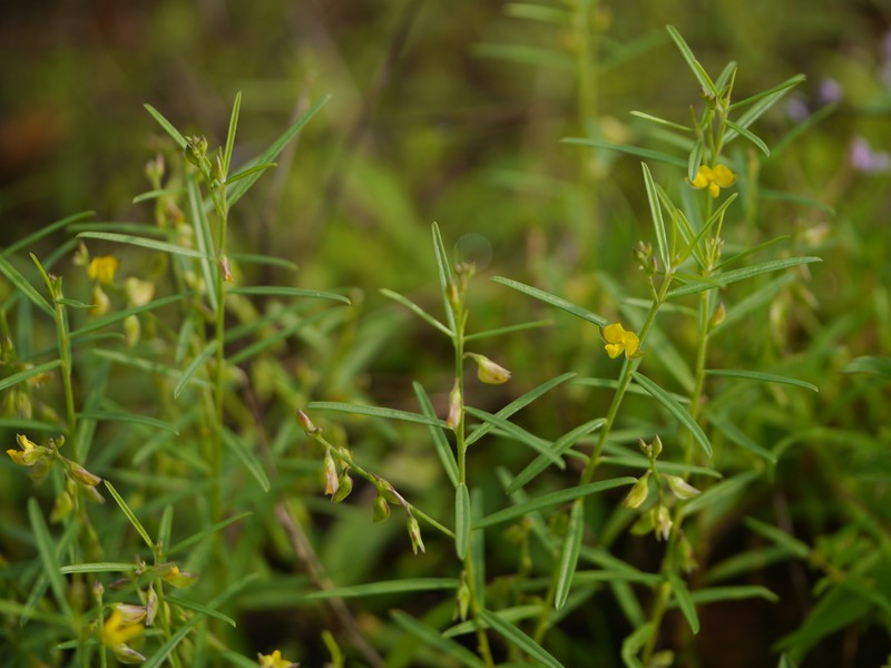 Polygala glaucoides var. glaucoides photo 6