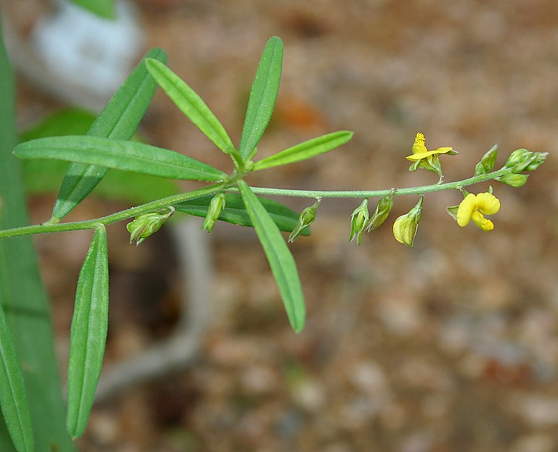 Polygala glaucoides var. glaucoides photo 7