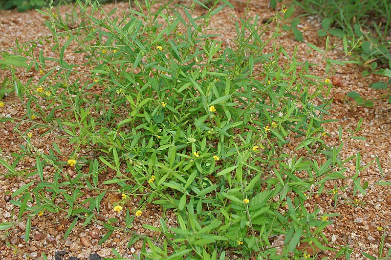 Polygala glaucoides var. glaucoides photo 8