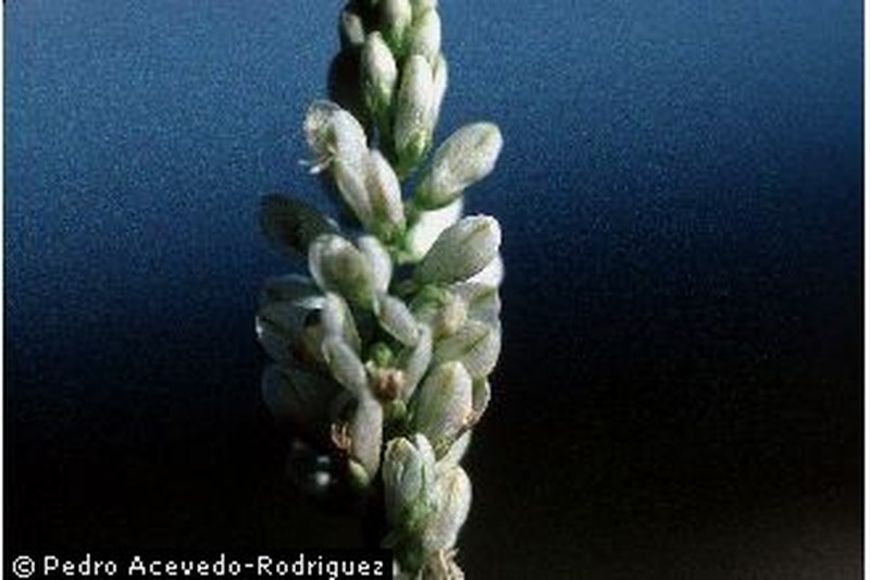 West Indian Milkwort