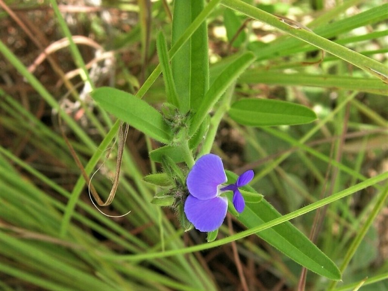 Polygala integra