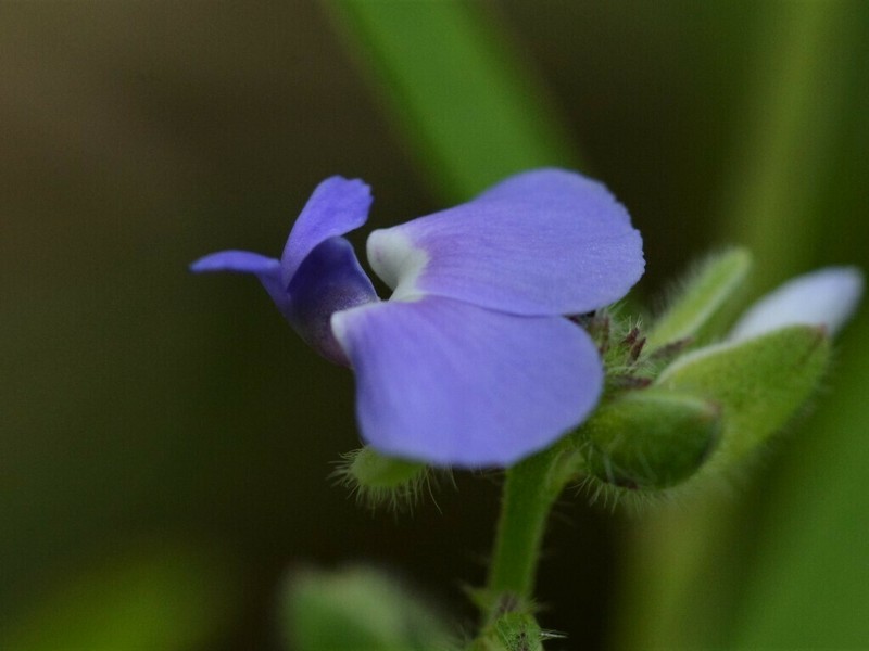 Polygala integra photo 2