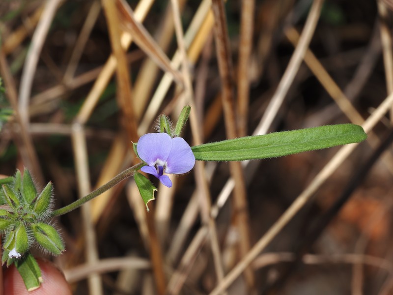 Polygala integra photo 5