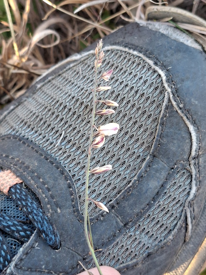 Polygala leptophylla var. leptophylla
